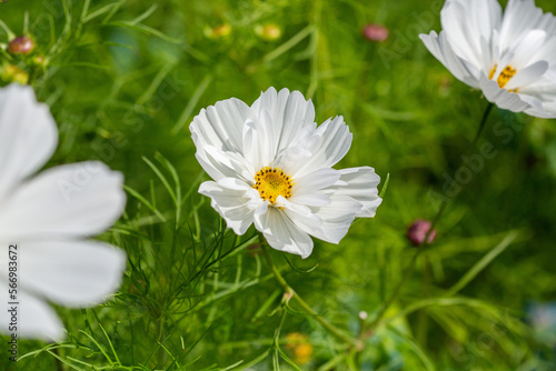 Cosmos bipinnatus 'Sonata White' a popular annual garden flower photo