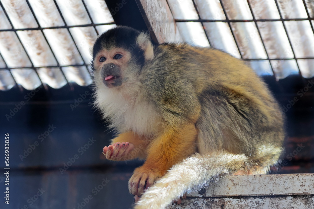 Obraz premium フンボルトペンギン,ペンギン,鳥類,泳ぐ,動物,白,黒,鳥,生物,動物園,かわいい,野鳥,自然,野生,くちばし,野生動物,可愛い,生き物,哺乳類,水辺,屋外,水族館,水槽,プール 