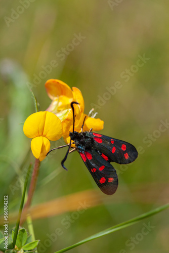 Six spot burnet, a day flying moth, feeding on a trefoil flower photo