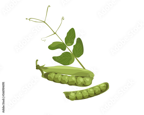 Green pea pod with leaves. Vector illustration isolated on white background