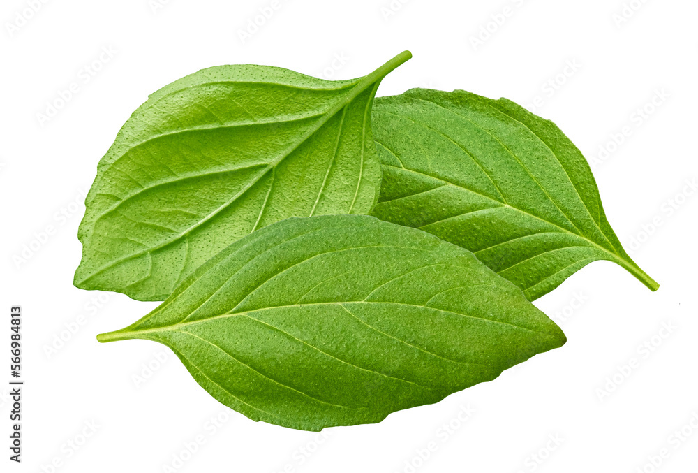 Fototapeta premium Basil leaves isolated on white background 