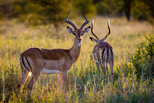 Impala or rooibok (Aepyceros melampus) male in veld. Mashatu, Northern Tuli Game Reserve. Botswana photo