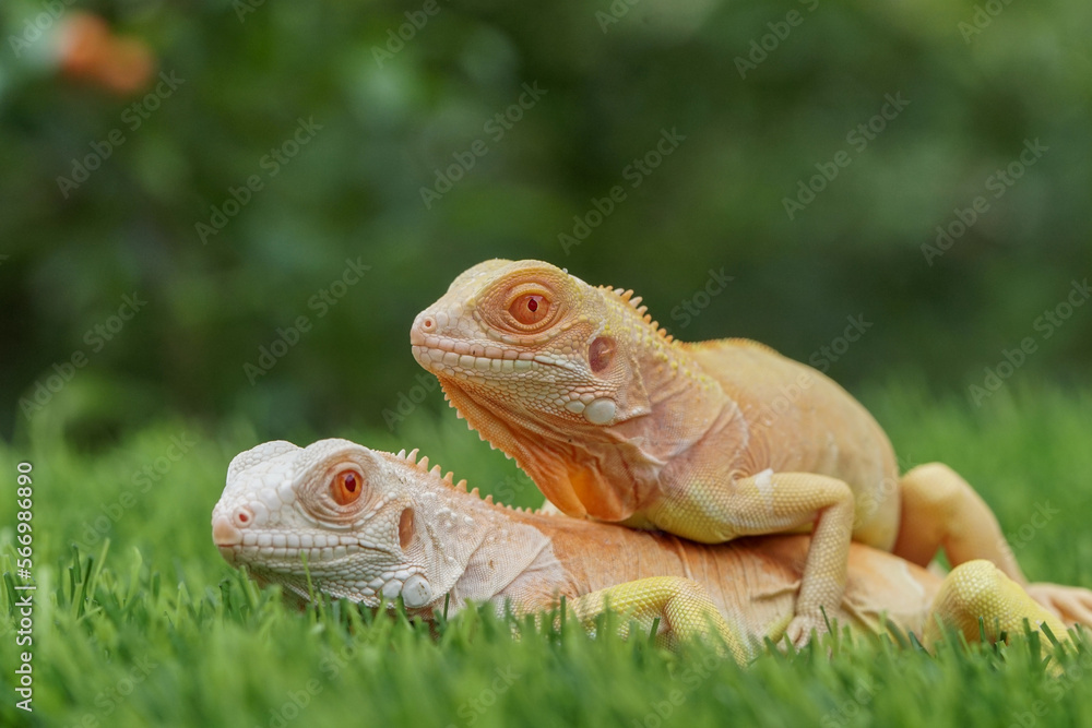 Fototapeta premium iguana in the grass 