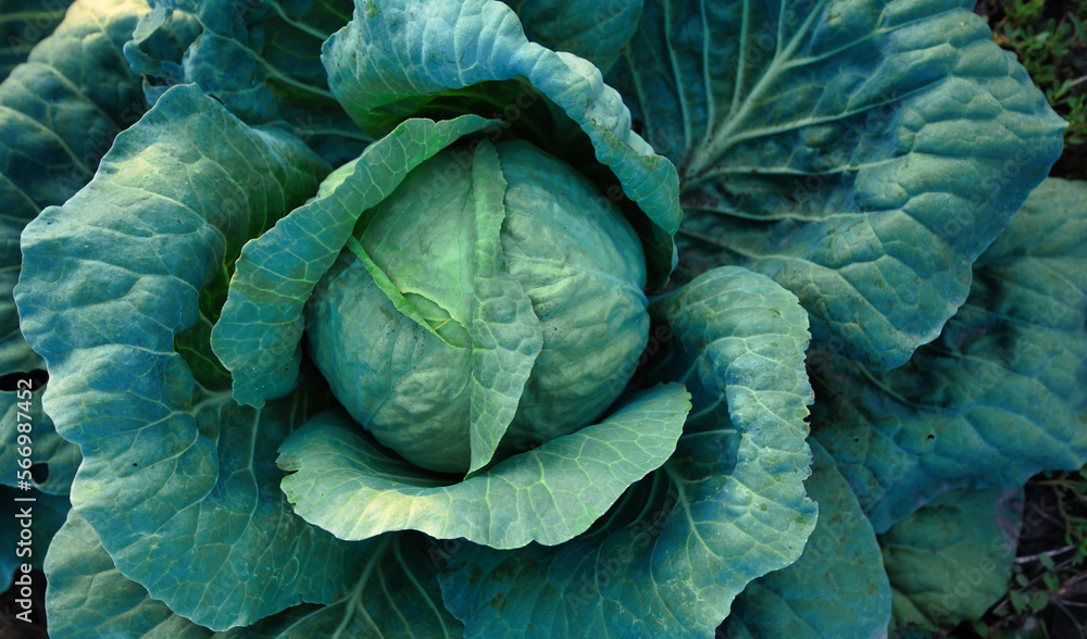 Obraz premium Cabbage, fruit on the bed. View from above.