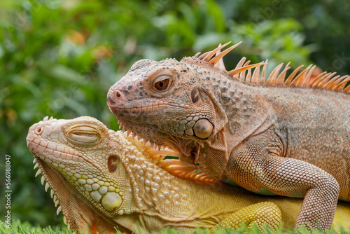 iguana in the zoo