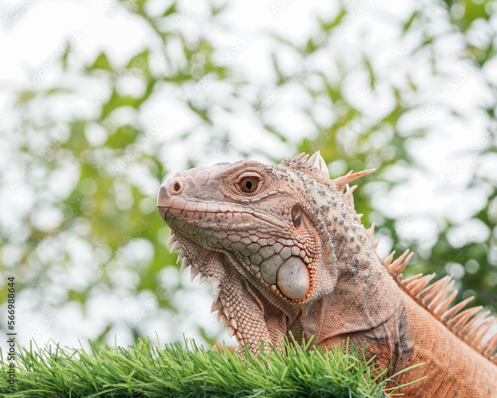 Obraz premium iguana on a tree