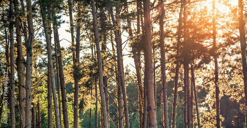 Pine forest at dawn. The morning rays of the sun illuminate the tree trunks.