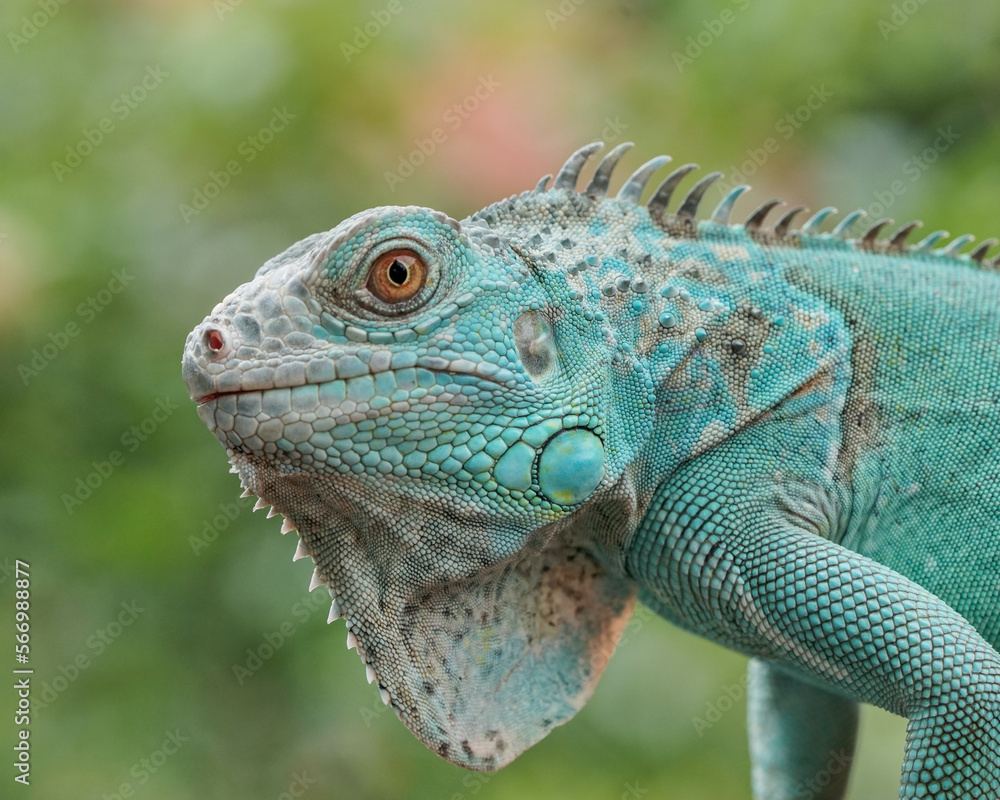 Obraz premium iguana on a branch