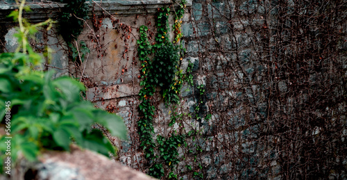 old ancient abandoned building, mysterious stone bricks walls covered with green and dry ivy creeping plant