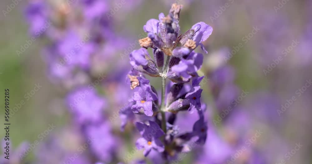 Selective focus on lavender flower in flower garden. Selective focus on lavender flower in flower garden.