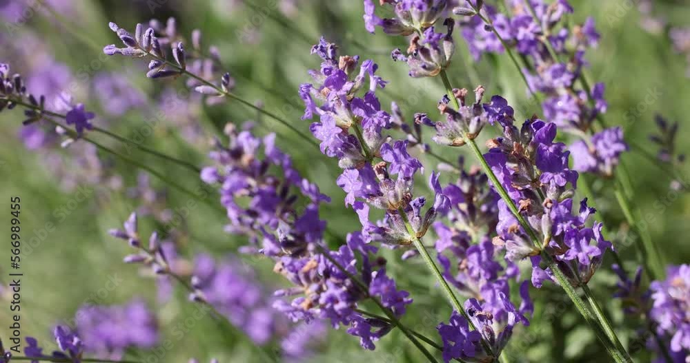 Selective focus on lavender flower in flower garden. Selective focus on lavender flower in flower garden.