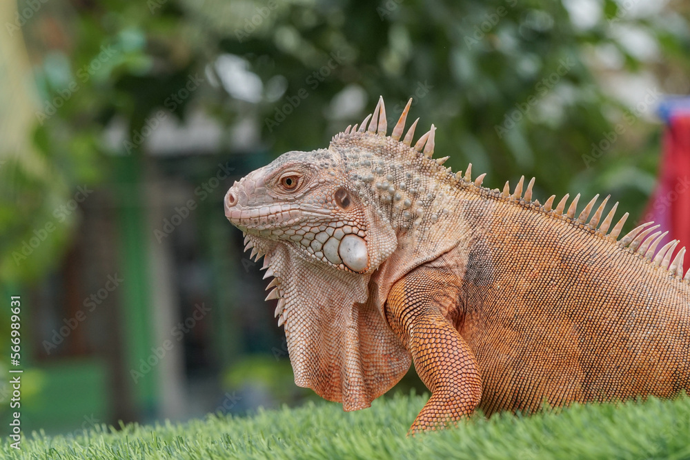 iguana on a branch iguana on a branch