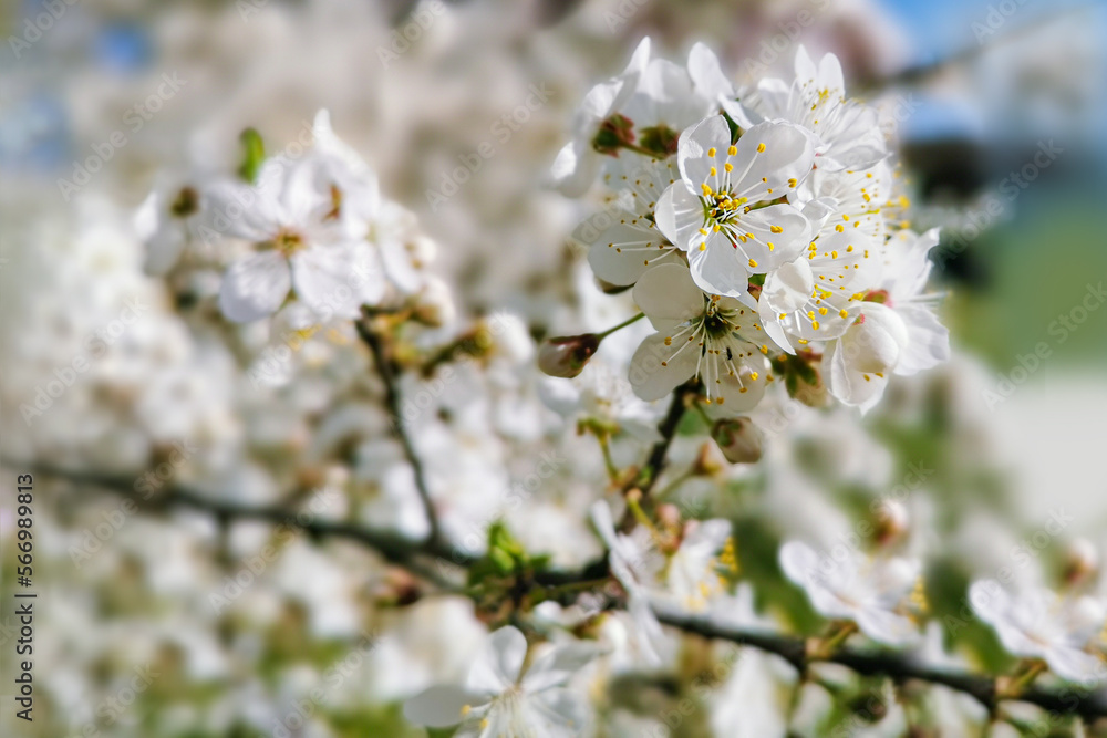 Blur and selective focus flowering sweet cherry branch with white flowers in summer. Blur and selective focus flowering sweet cherry branch with white flowers in summer.