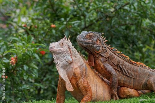 Couple iguana