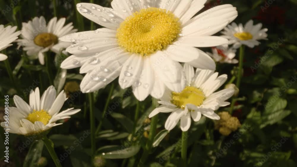 Tilt up dew drops on white daisy Tilt up dew drops on white daisy