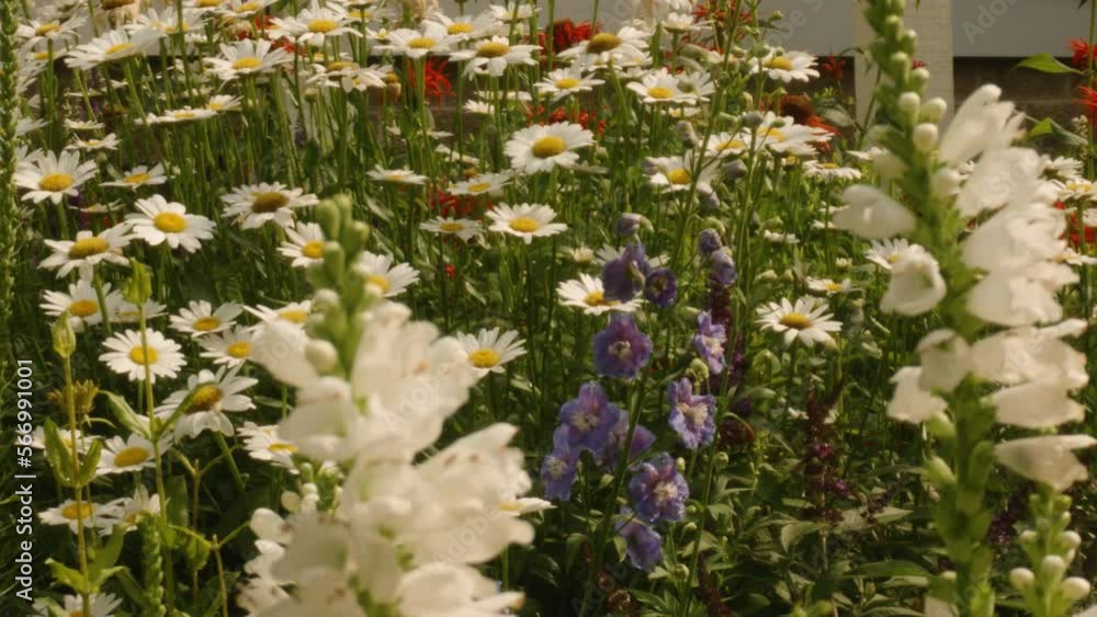 Slow pan across white fox gloves and white daisies garden in spring