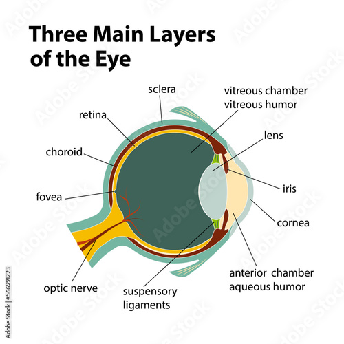 Three Main Layers of the Eye
