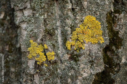 yellow moss, yellow lichen on tree, lemon moss on bark, moss on tree  texture of gray tree bark, old bark of poplar bough tree, poplar gray bark close-up, wood texture close-up 