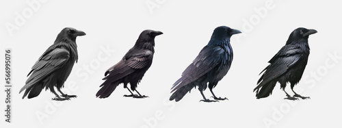 Collection of realistic birds isolated on white background. Four black crows isolated. Raven  crow  rook or jackdaw. Vector illustration.