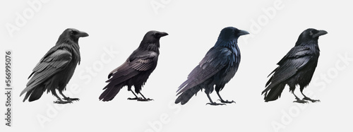 Collection of realistic birds isolated on white background. Four black crows isolated. Raven, crow, rook or jackdaw. Vector illustration.