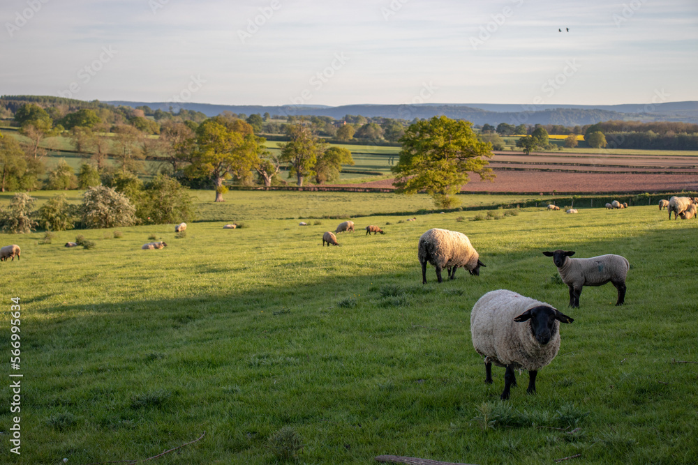 Obraz premium flock of sheep on the meadow