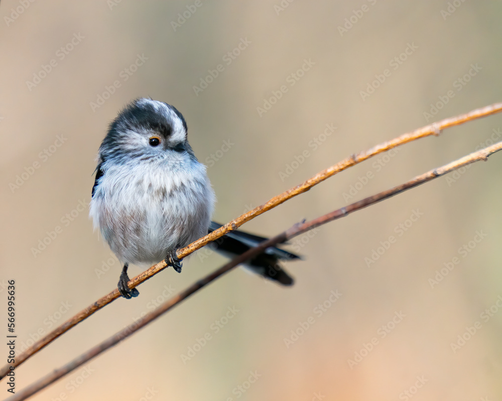 Obraz premium long tailed tit 