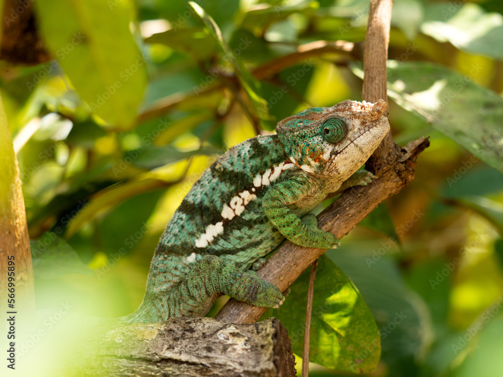 Obraz premium The male chameleon, Calumma globiferum, has a small growth on the tip of its snout. Réserve Peyrieras Madagascar Exotic