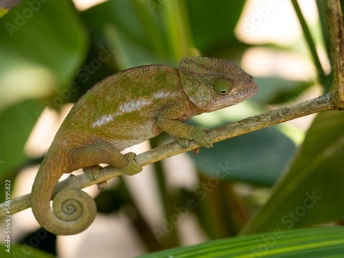 A female Chameleon, Calumma globifer, sits on a thin twig. Réserve Peyrieras Madagascar Exotic photo