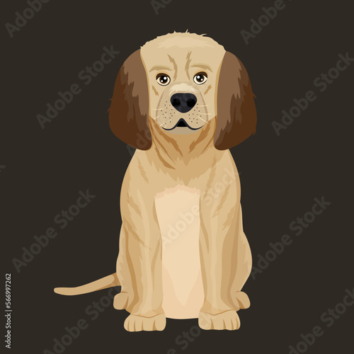 Realistic golden color labrador puppy sitting and looking. Pedigree dog. Vector stock illustration. Pet. Black background. isolated. Command. obedient animal © Валерия Богданова
