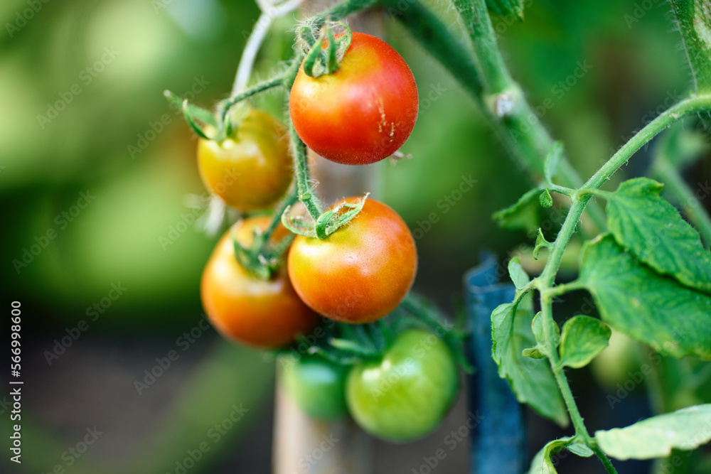 Branch of ripening tomatoes in vegetable garden greenhouse.