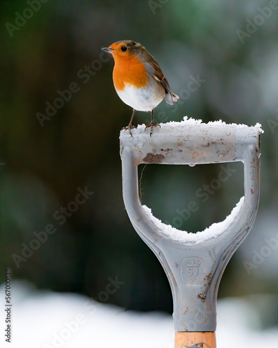 Papier peint robin in snow