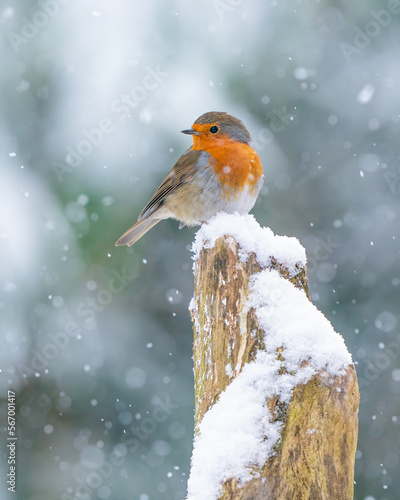robin in the snow Fototapet