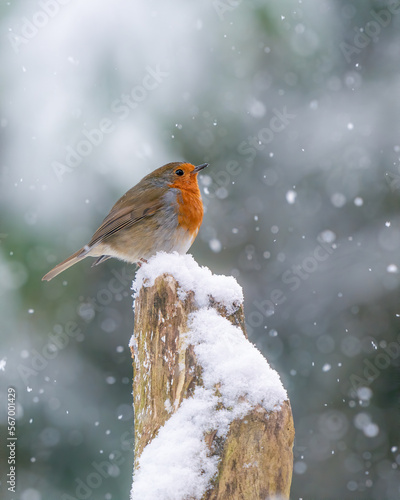 robin in the snow 