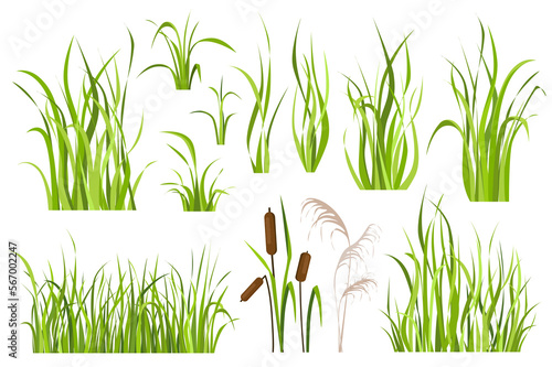 Cane and reed plant set graphic elements in flat design. Bundle of green grass of sedge, cattail, swamp herbs, other marsh grass for wetland landscape decoration. Illustration isolated objects