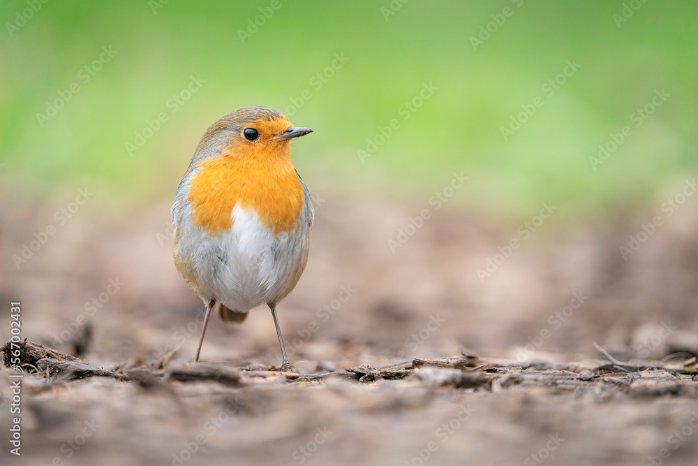 robin robin