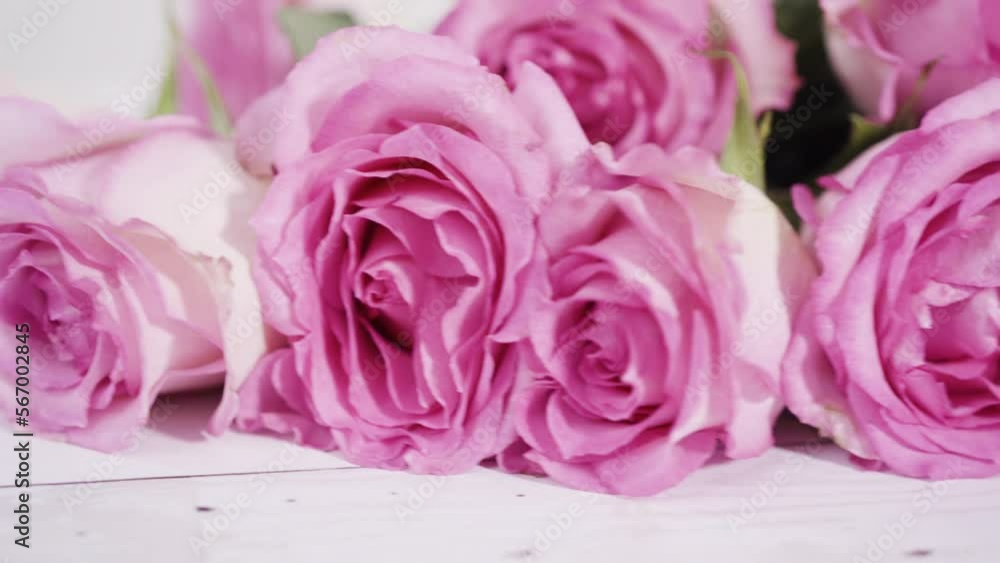 Pink roses and rose petals on a pink background. Pink roses and rose petals on a pink background.