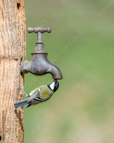 great tit drinking from a garden tap 