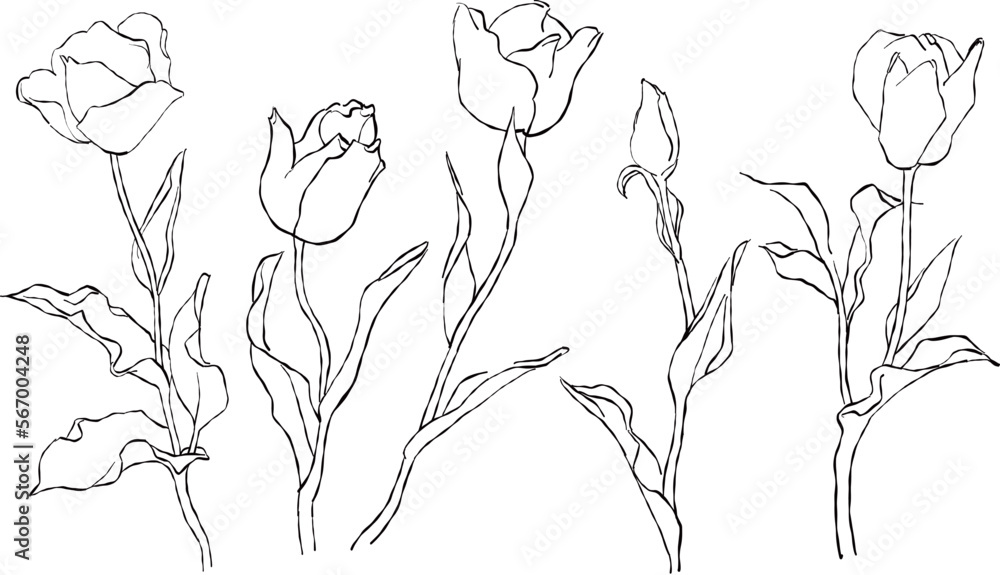 チューリップの線画イラスト チューリップの線画イラスト