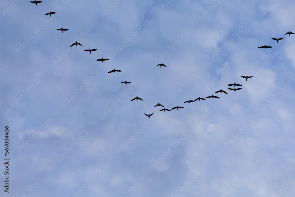 Group of migrating geese birds Group of migrating geese birds