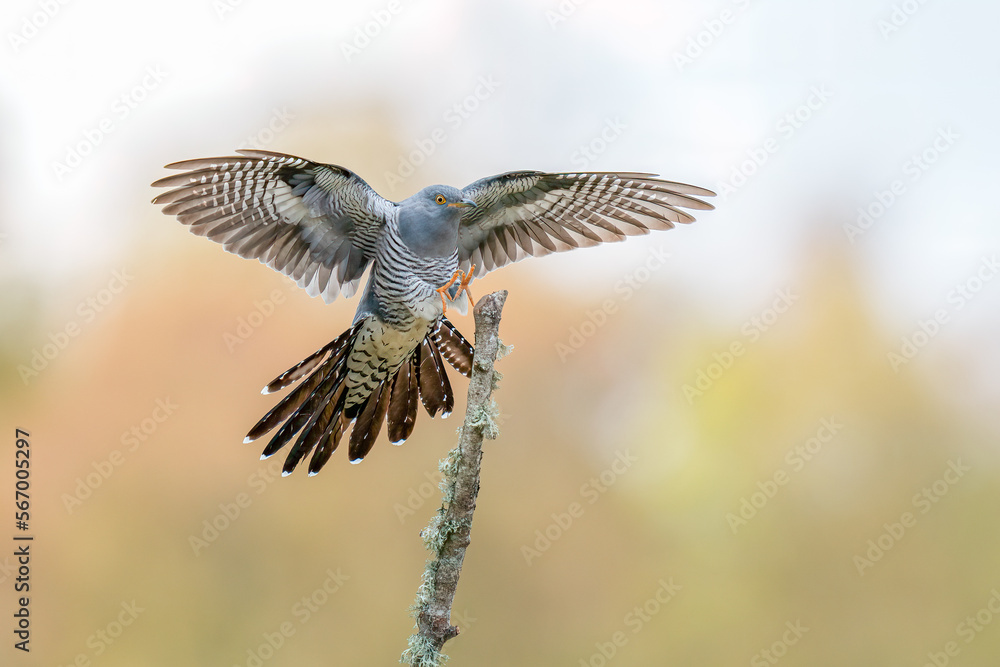 Fototapeta premium cuckoo