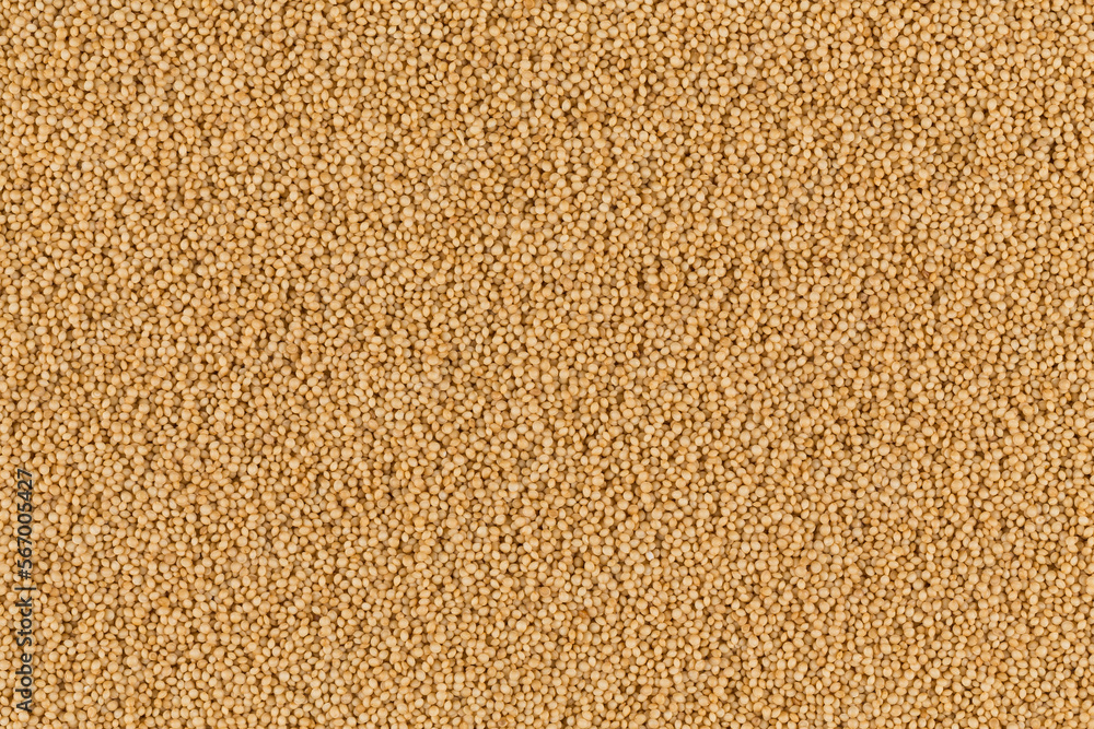 amaranth grain closeup amaranth grain closeup