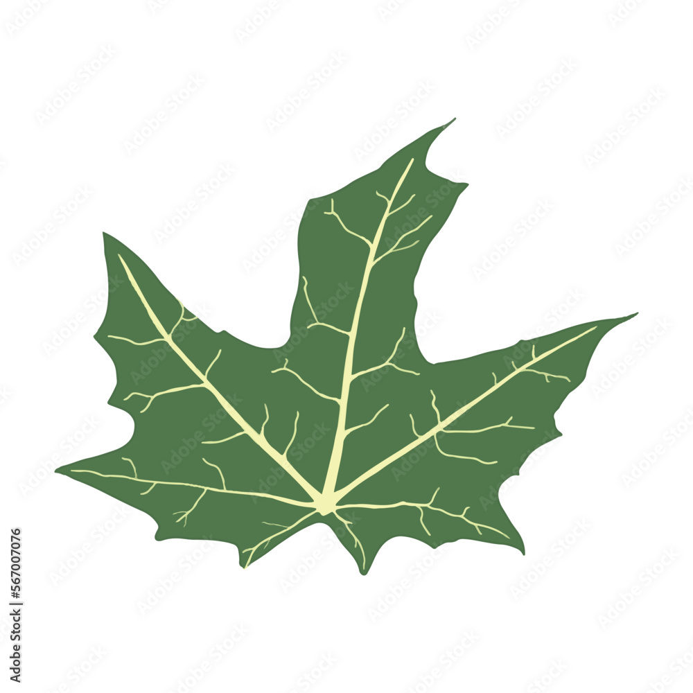 Fototapeta premium green leaf isolated on white background. Vector EPS 10