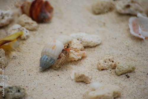 Hermit Crab on the beach with shell, sand and stones