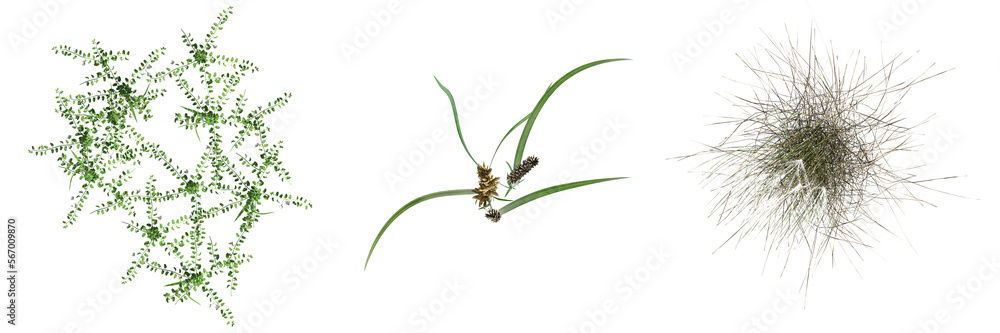 wild field grass, top view, isolated on white background, 3D illustration, cg render