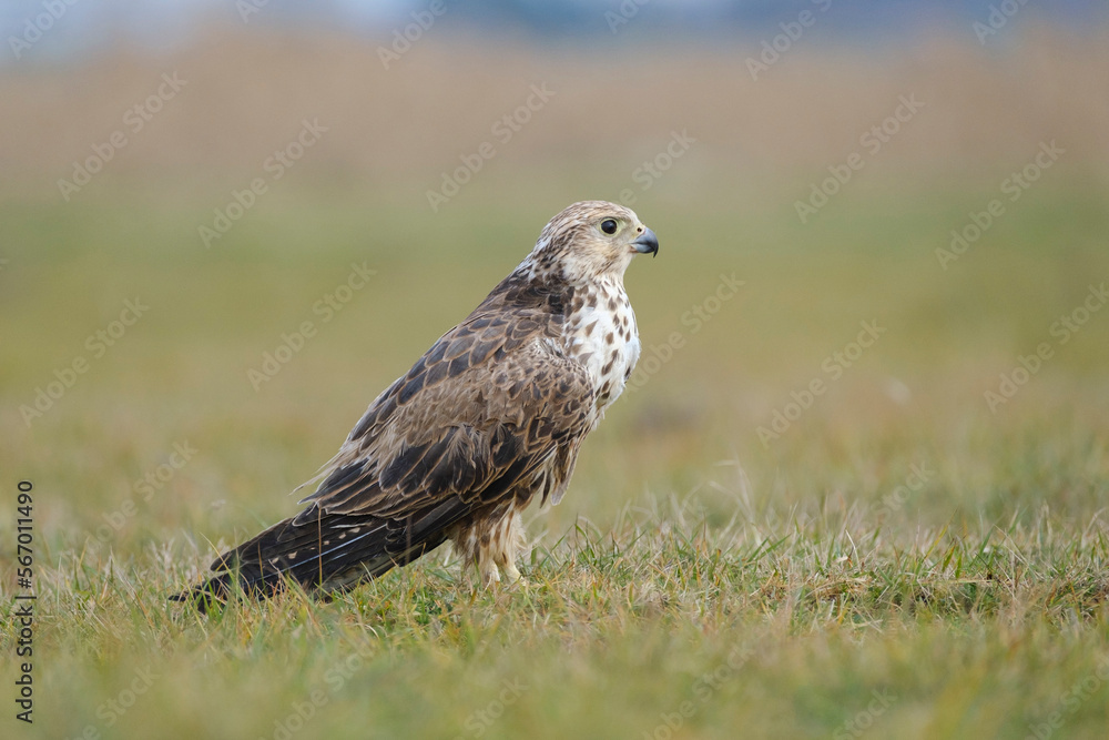 a wild endangered bird in the Hungarian steppe a wild endangered bird in the Hungarian steppe
