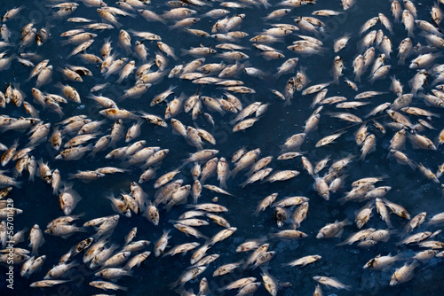 Top view of dead fish floating in the polluted river, ecological disaster