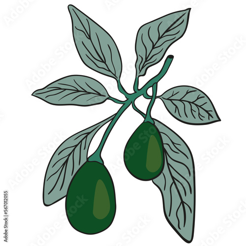 isolated avocado tree branch.avocado garden.color vector illustration in flat style with stroke.image for website, app, print. 