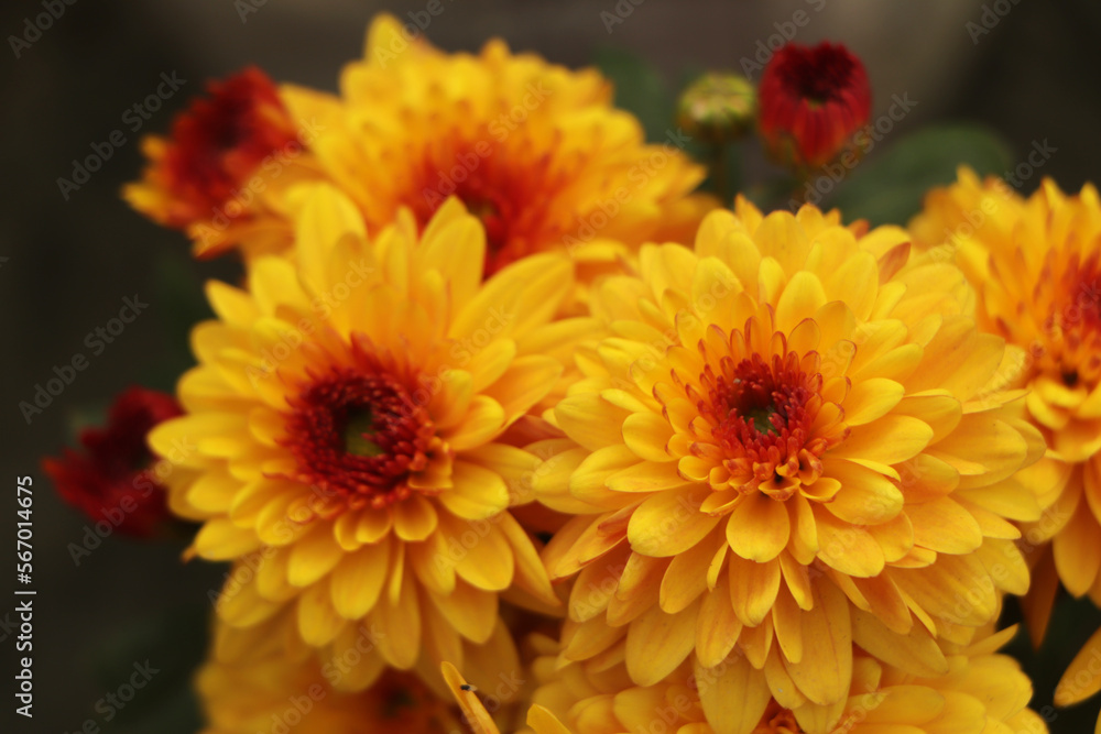 Yellow chrysanthemum flowers blooming in garden Yellow chrysanthemum flowers blooming in garden