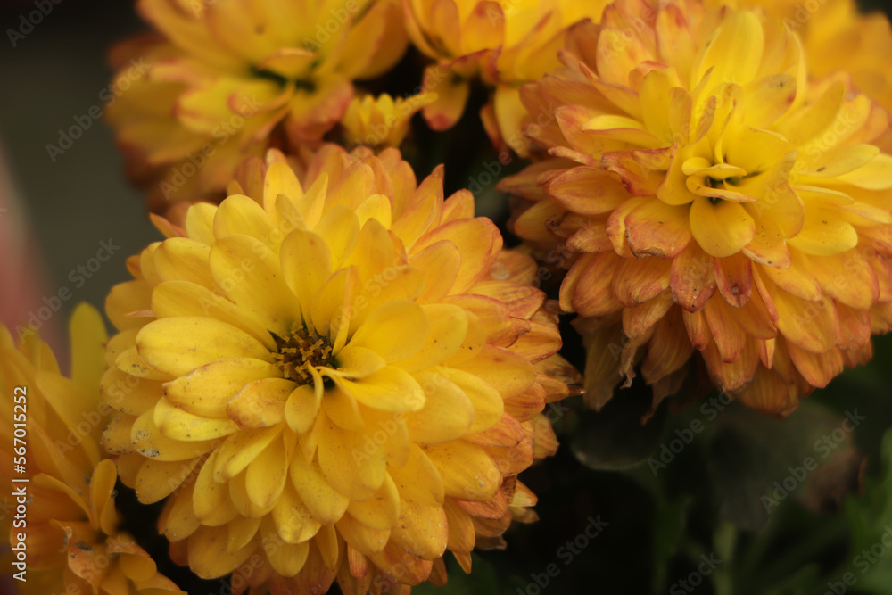 Obraz premium Blossom chrysanthemums red-orange-yellow texture for calendar