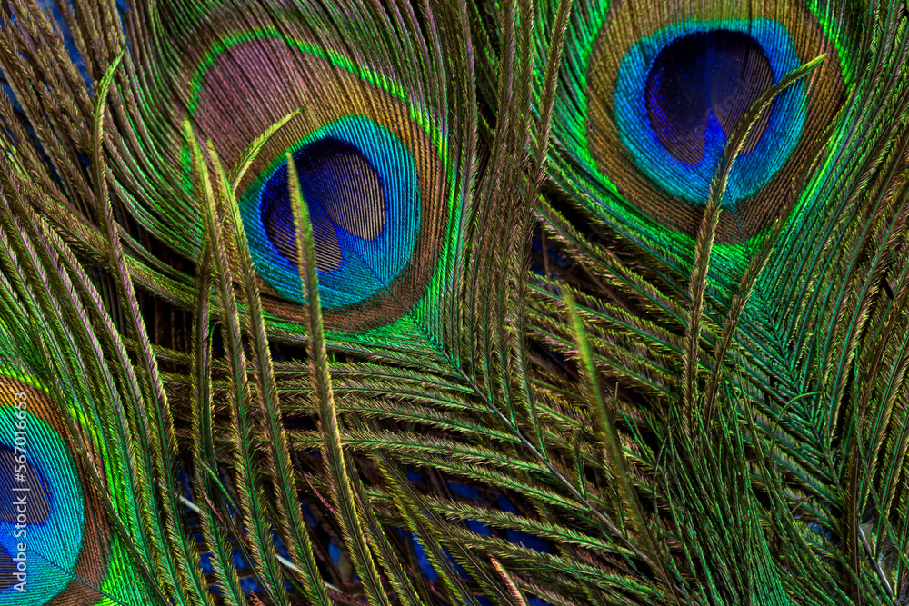 Fototapeta premium macro peacock feathers,Colorful Peacock Feathers,Abstract,Animal Markings,Backgrounds,Beauty,Beauty In Nature,